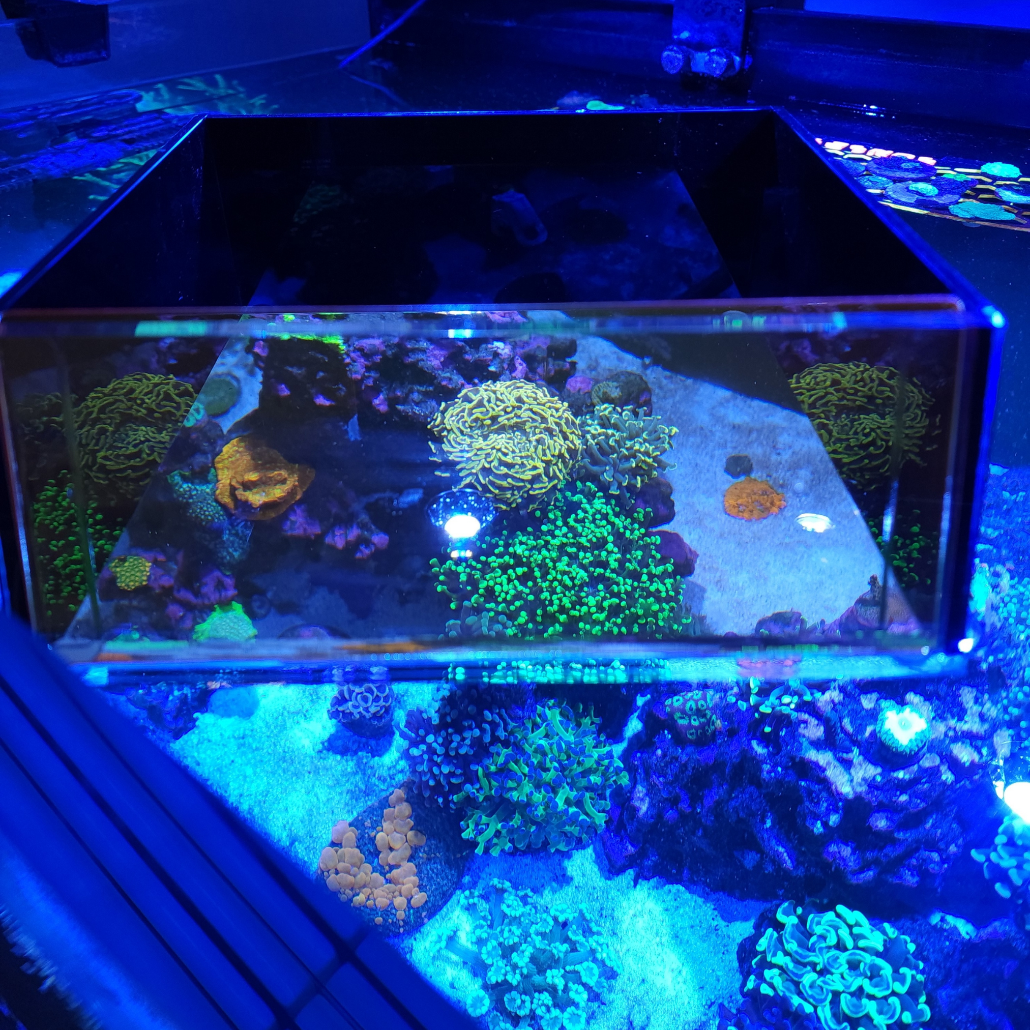 Flipper Aquarium Mat with Clownfish Art